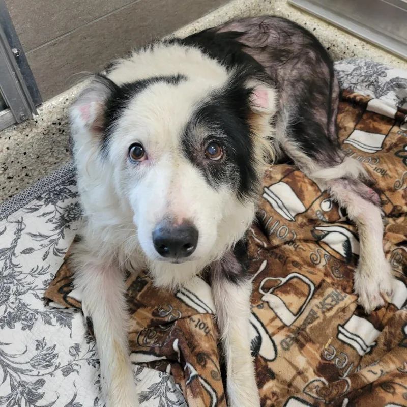 A senior medium-sized male Black Border Collie dog named Messi for adoption in Nashville, IN