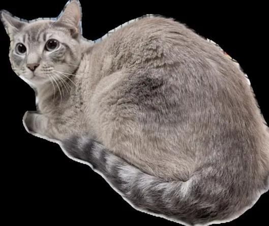 A young medium-sized male Siamese cat named Romeo for adoption in Los Angeles, CA