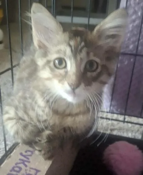 A baby small-sized female Domestic Long Hair cat named Jelly Bean for adoption in Dallas, TX