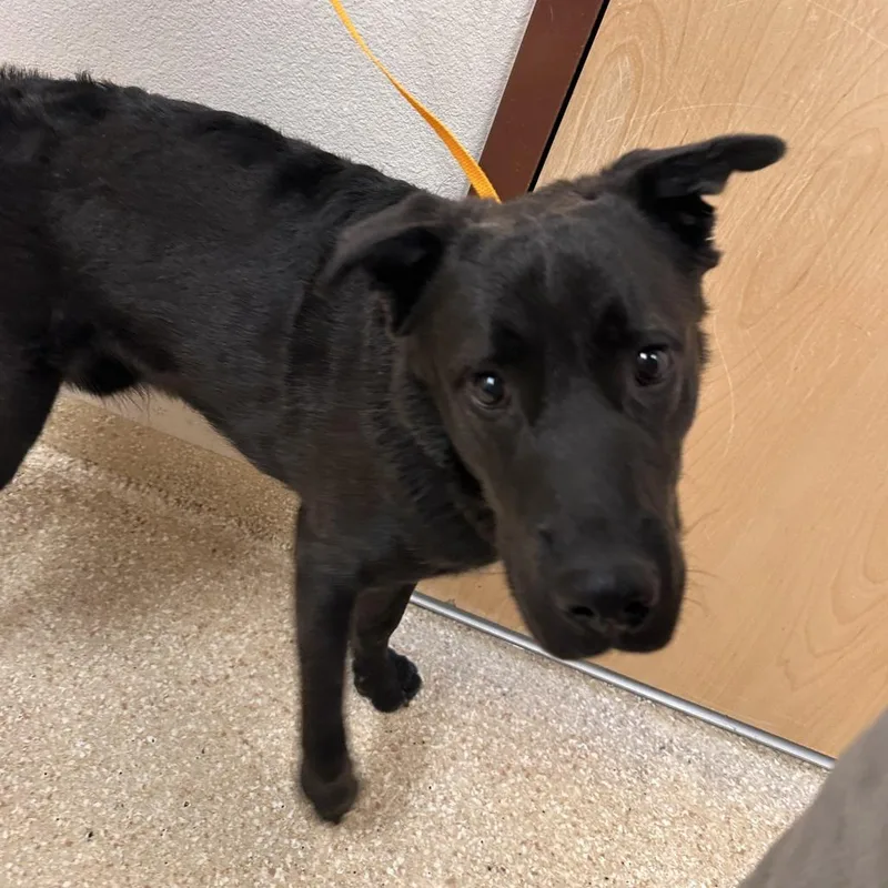 An adult medium-sized male Black Labrador Retriever dog named Clover for adoption in Reno, NV