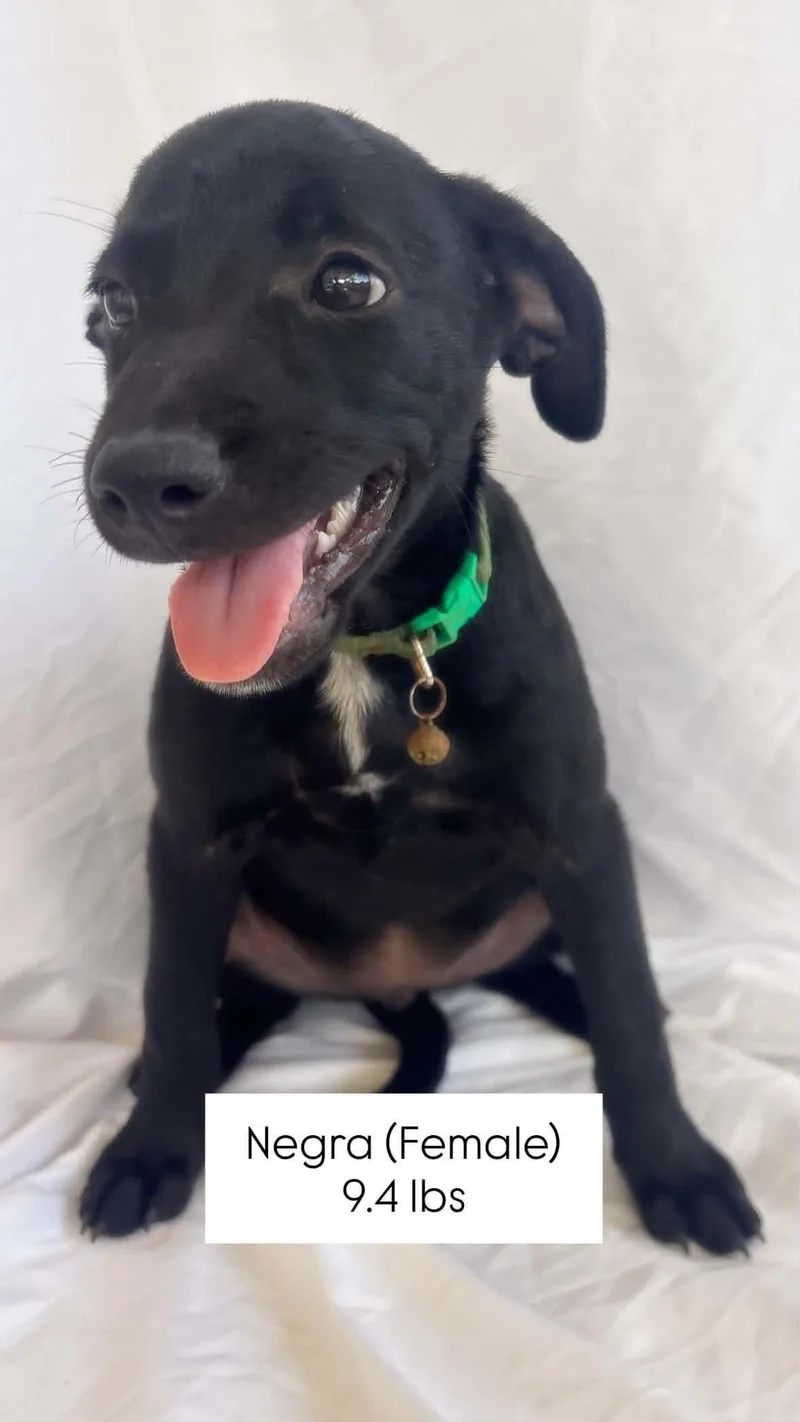 A young medium-sized female Black Mixed Breed dog named Emma for adoption in Bayamon, PR