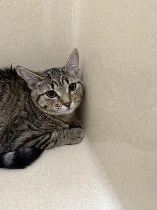 A baby small-sized female Domestic Short Hair cat named Harlow for adoption in Pequot Lakes, MN