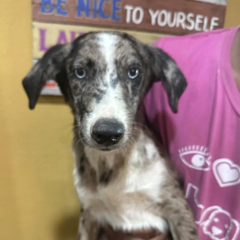 A baby medium-sized male Gray / Blue / Silver Catahoula Leopard Dog dog named Kellen Local Sept for adoption in Brookshire, TX