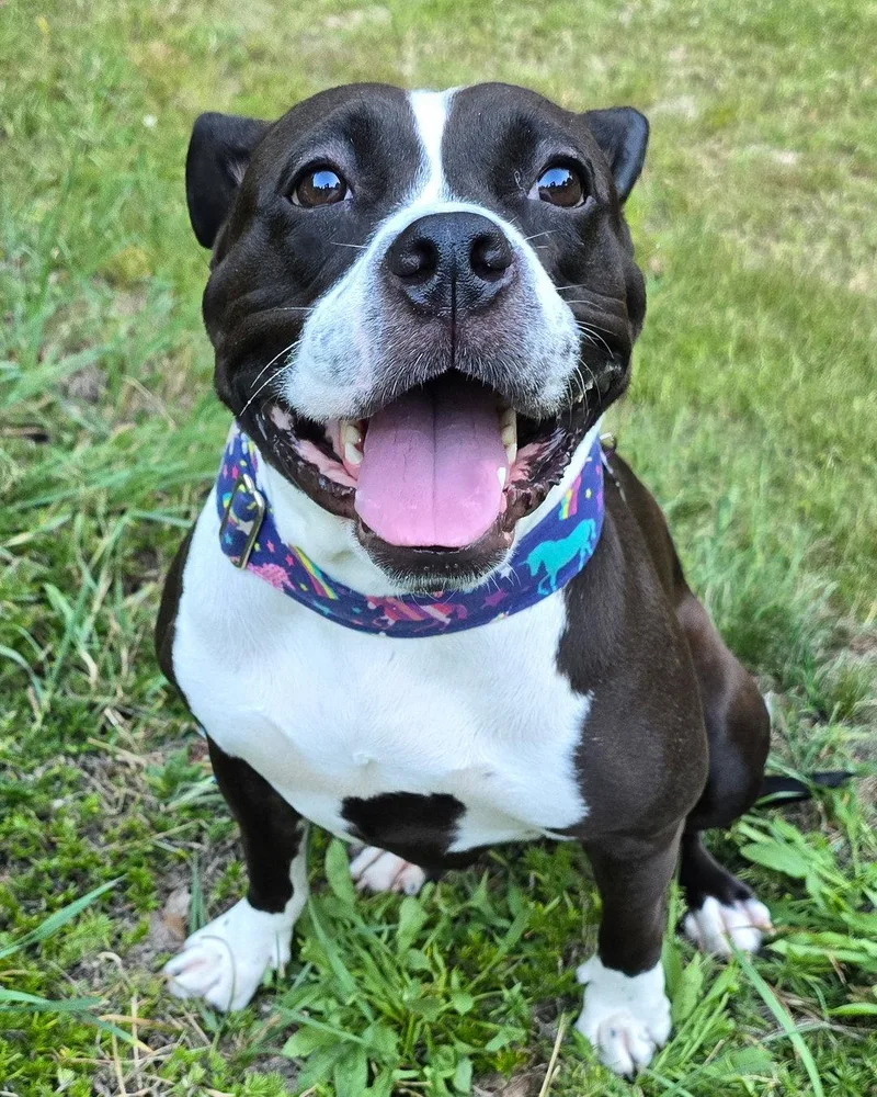 An adult medium-sized female Pit Bull Terrier dog named Maddie for adoption in Westminster, MA