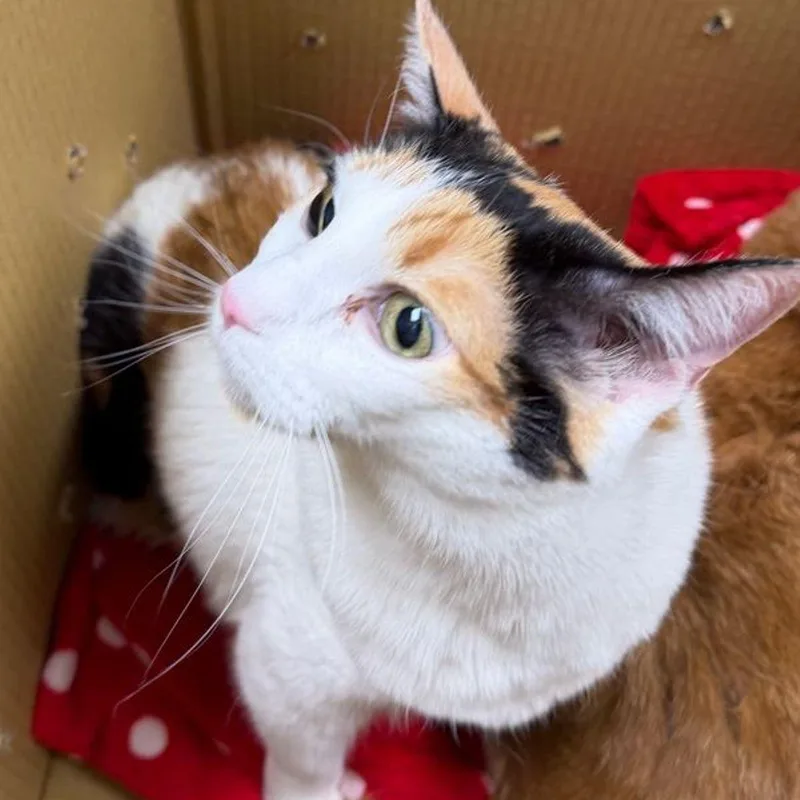 An adult large-sized female Calico Domestic Short Hair cat named Sally for adoption in Kingman, AZ