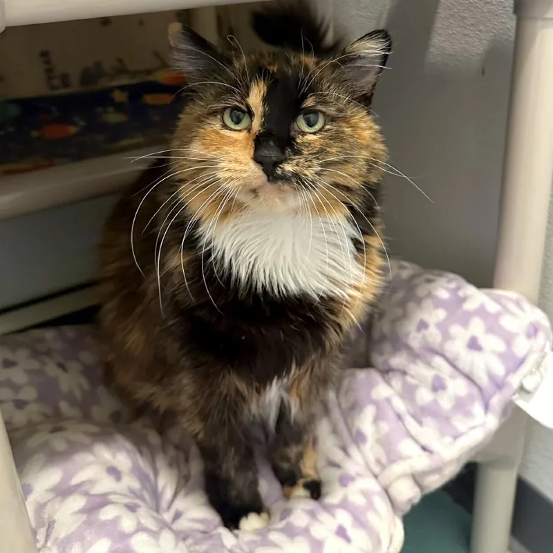 A senior large-sized female Tortoiseshell Domestic Long Hair cat named Archimedes for adoption in Woodinville, WA