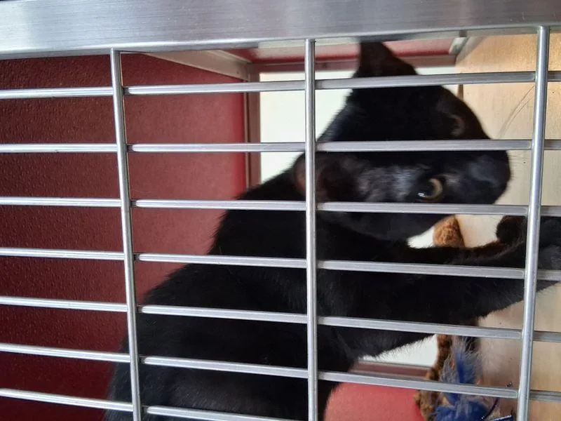 A young medium-sized male Black Domestic Short Hair cat named Jake for adoption in Lake Havasu City, AZ