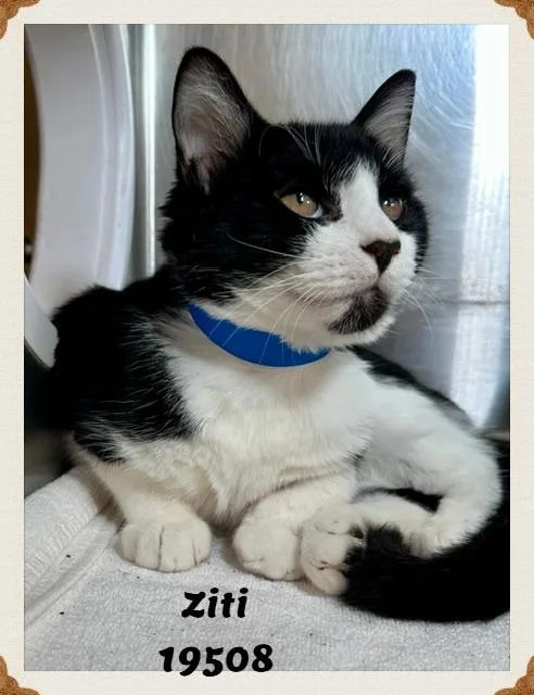 A baby medium-sized male Black & White / Tuxedo Domestic Short Hair cat named Ziti for adoption in Marietta, GA