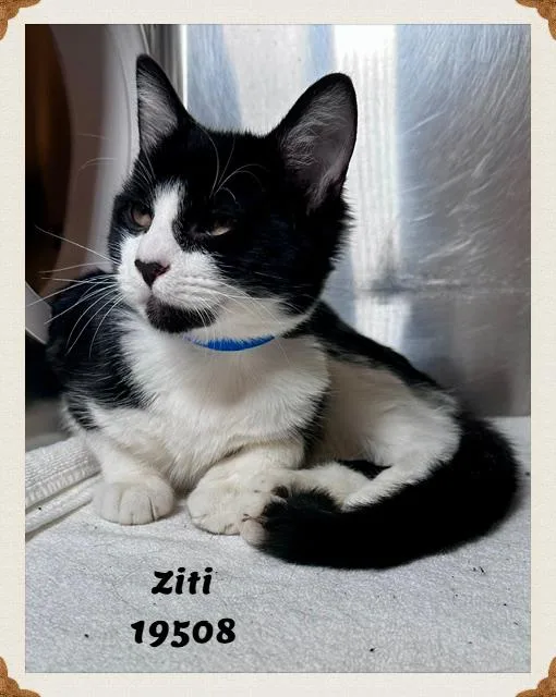 Ziti thumbnail 3