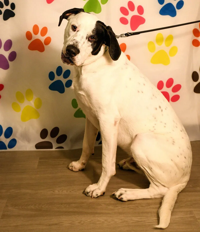 An adult extra large-sized male Pit Bull Terrier dog named Finn for adoption in Brooklyn Center, MN