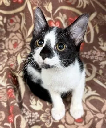 A baby medium-sized female Black & White / Tuxedo Domestic Short Hair cat named Ella for adoption in Lake Monroe, FL