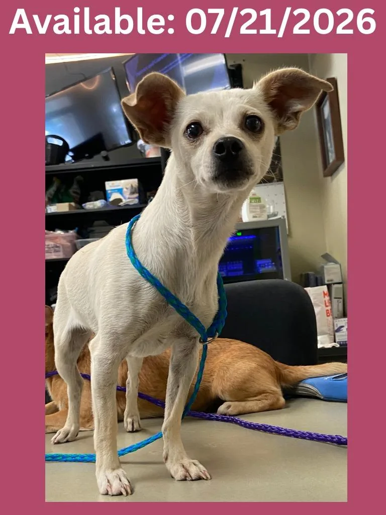 A young small-sized female Chihuahua dog named Dog Kennel  PalomitasPopcorn for adoption in Greenville, TX