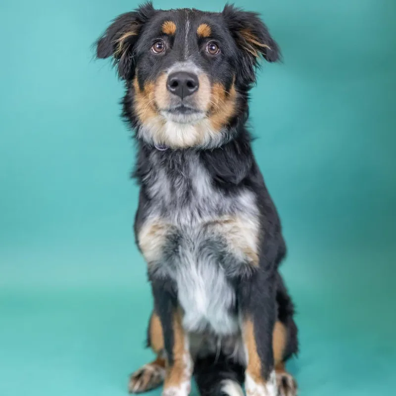 A young medium-sized male Black Mixed Breed dog named Gus for adoption in Portland, OR