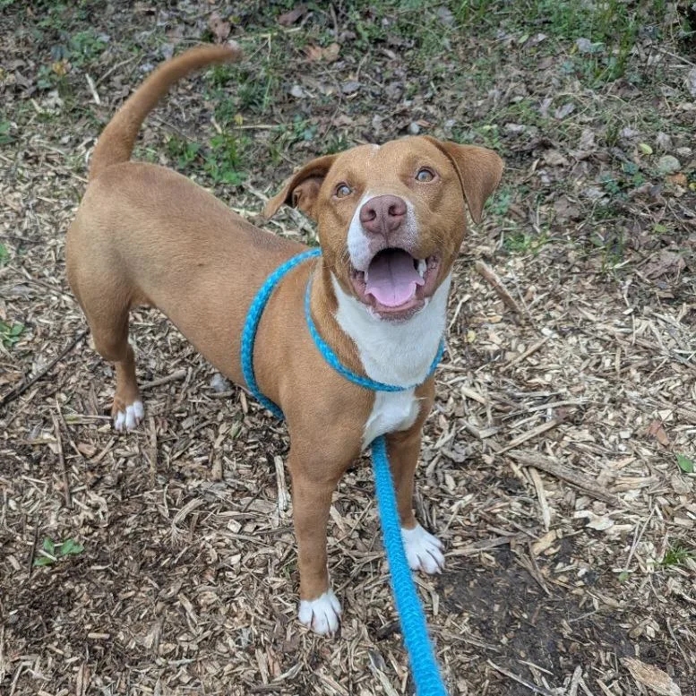 A young medium-sized male Red / Chestnut / Orange Pit Bull Terrier dog named Rj for adoption in Chattanooga, TN