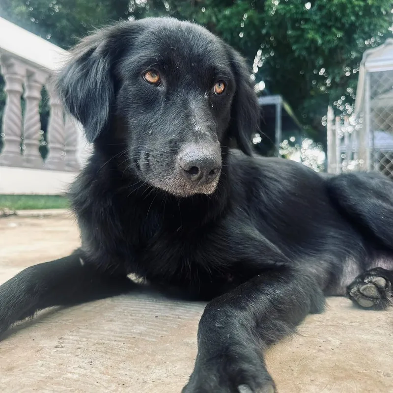 An adult medium-sized female Black Mixed Breed dog named Lupita for adoption in San Juan, PR