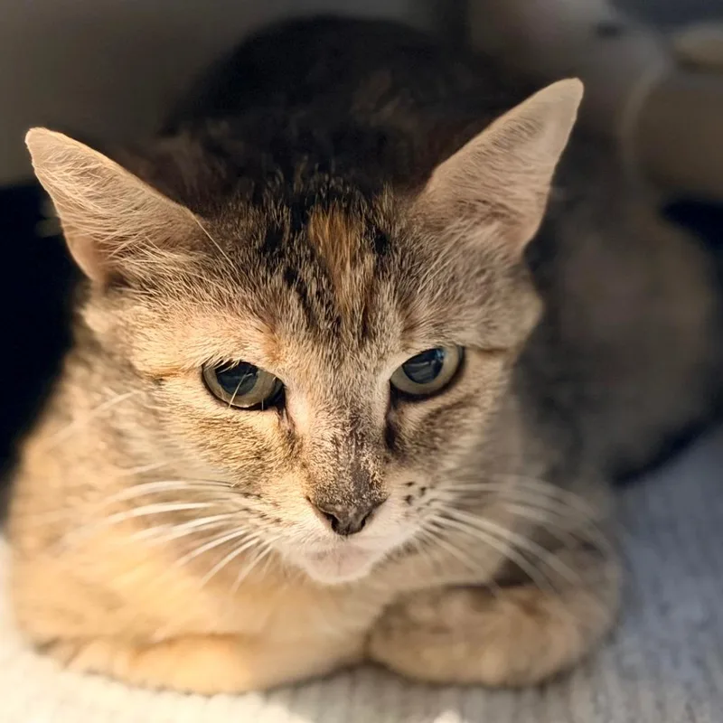 An adult medium-sized female Brown / Chocolate Domestic Short Hair cat named Sparkle for adoption in Austin, TX