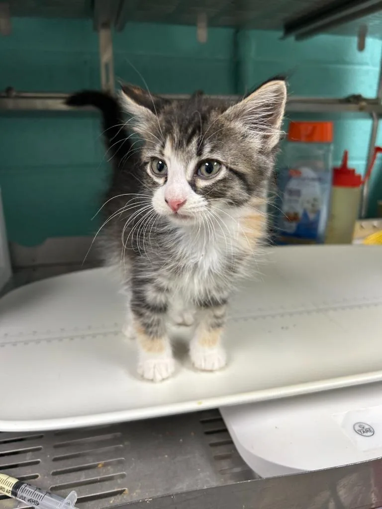 A baby small-sized female Domestic Short Hair cat named Gravy for adoption in Chickamauga , GA