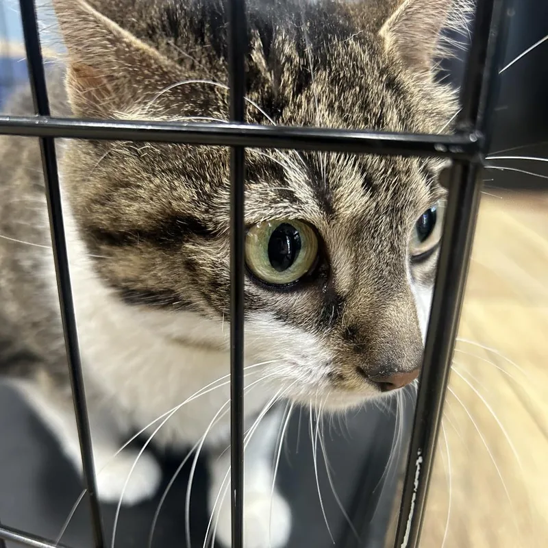An adult small-sized female Brown / Chocolate Domestic Short Hair cat named Kit for adoption in Newark, NJ