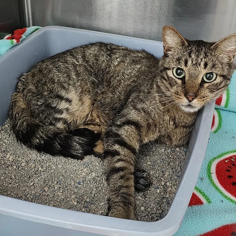 A senior small-sized male Brown / Chocolate Domestic Short Hair cat named Chowder for adoption in Dixon, IL