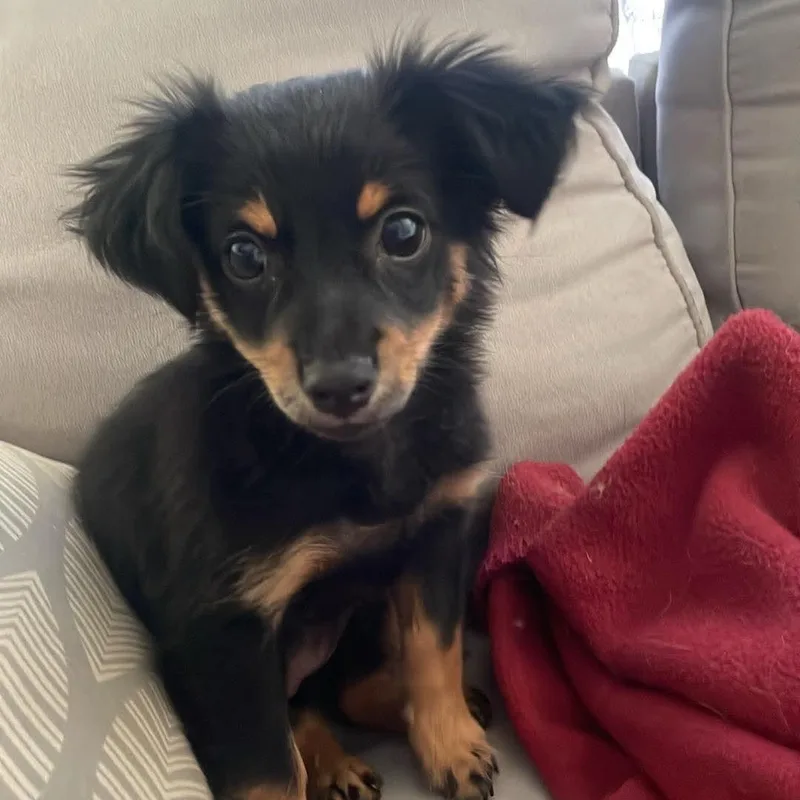 A baby small-sized female Black Chihuahua dog named Olive for adoption in Warren, RI