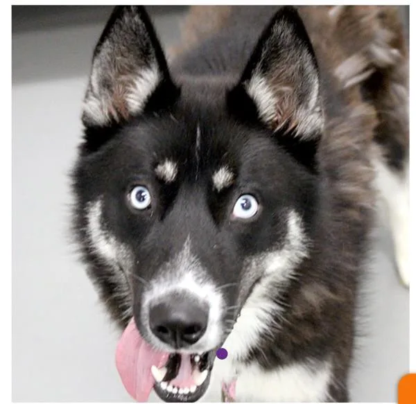 A young medium-sized male Siberian Husky dog named Sergeant for adoption in Des Moines, IA