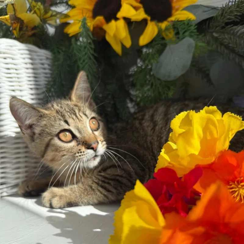 A baby small-sized female Brown / Chocolate Domestic Short Hair cat named Layaway Plan for adoption in Eaton Rapids, MI