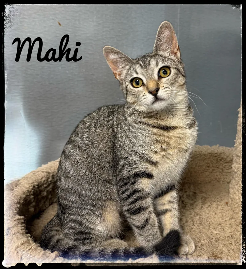 A baby small-sized female Domestic Short Hair cat named Mahi for adoption in El Cajon, CA