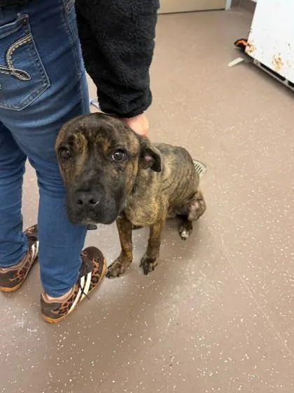 An adult medium-sized male Pit Bull Terrier dog named Shepherd for adoption in South Bend, IN
