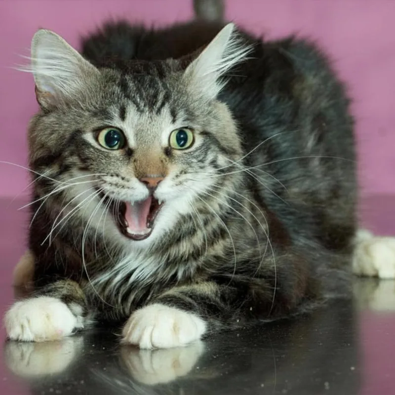 An adult large-sized male Brown / Chocolate Domestic Medium Hair cat named Humberto for adoption in Forest Park, IL