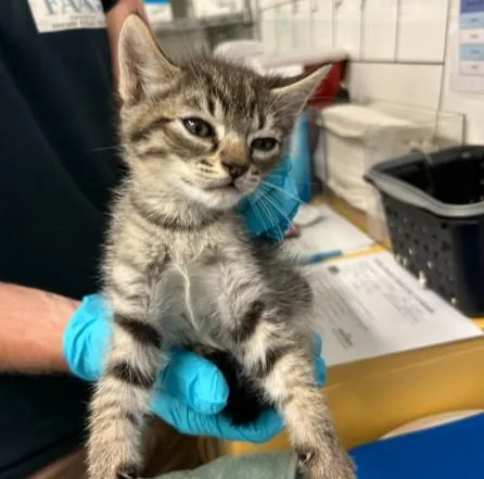 A baby small-sized male Domestic Short Hair cat named Joe for adoption in Alameda, CA