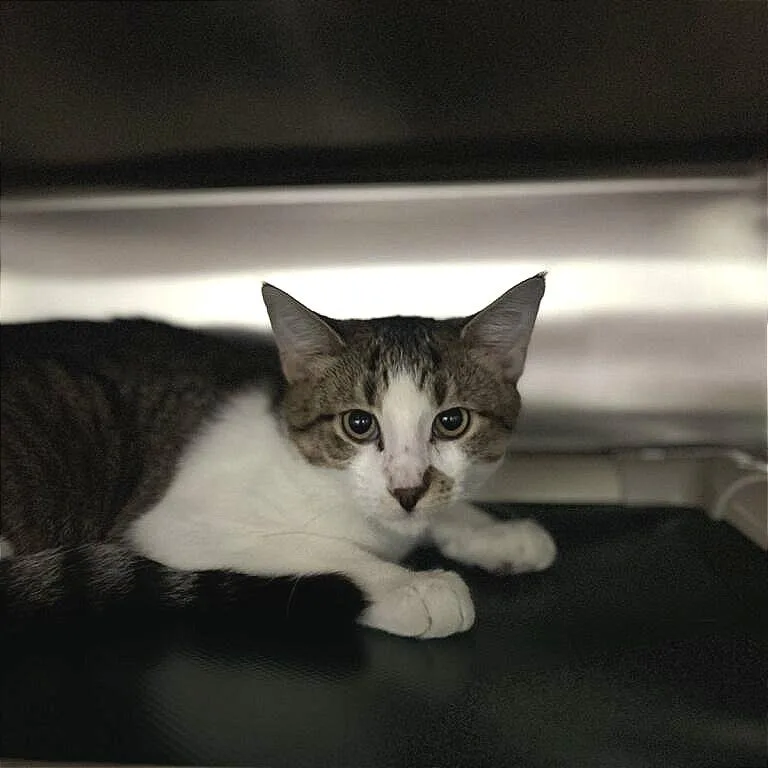 Gabrielle thumbnail 3