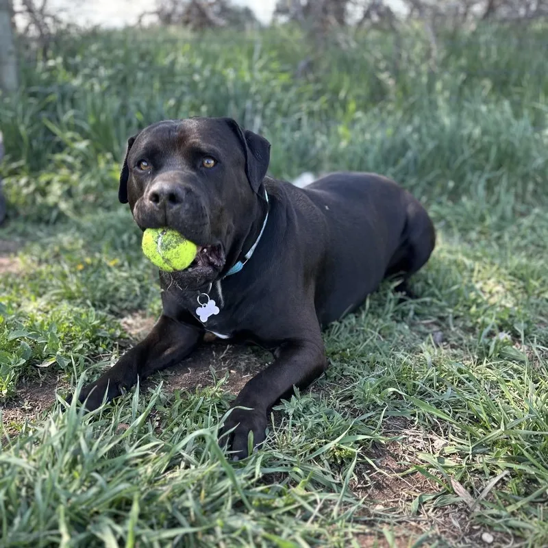 Axel