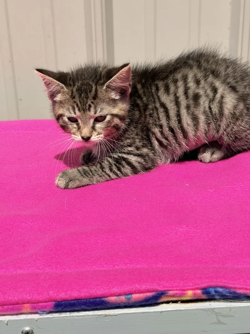 A baby medium-sized female Tabby (Tiger Striped) Domestic Short Hair cat named Lita for adoption in Logan, OH