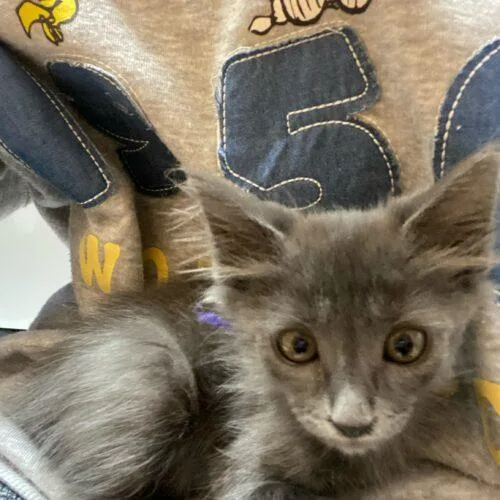 A baby small-sized male Domestic Medium Hair cat named Sweets for adoption in Glendale, AZ