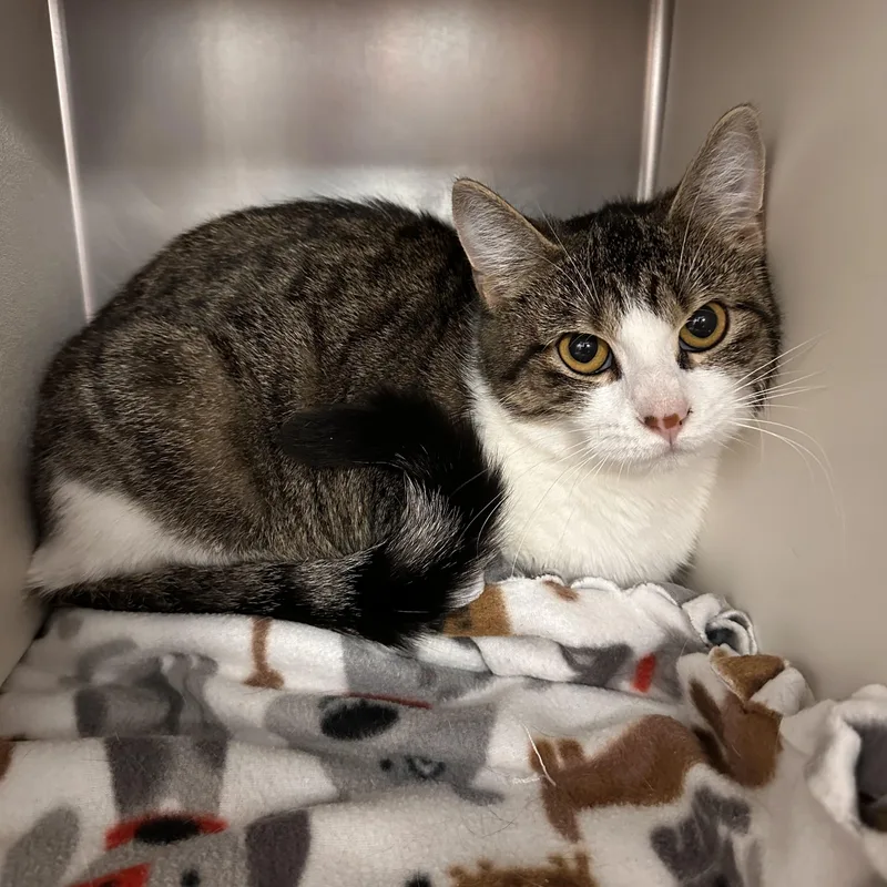 An adult medium-sized female Tabby (Brown / Chocolate) Domestic Short Hair cat named Sylvie for adoption in Gladstone, MO