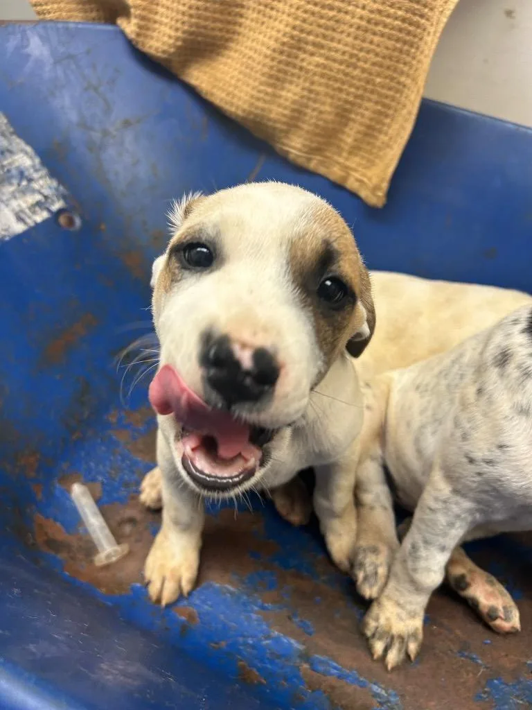 A baby large-sized male Australian Cattle Dog / Blue Heeler dog named Elroy for adoption in Lockhart, TX