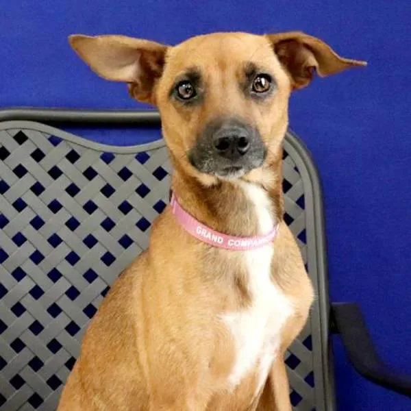 An adult small-sized female Miniature Pinscher dog named Miss Fitt for adoption in Midland, TX