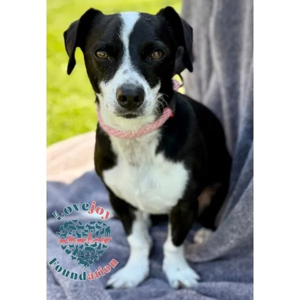An adult small-sized male Black Dachshund dog named Domino Coh for adoption in Inglewood, CA