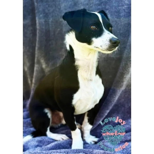 Domino Coh thumbnail 2