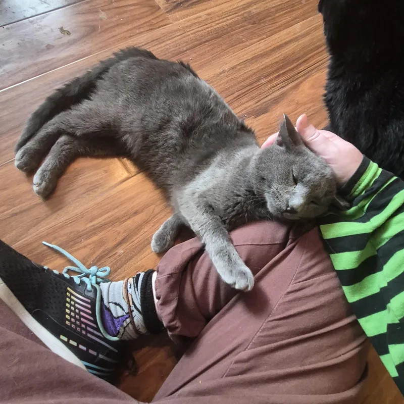 An adult medium-sized male Gray / Blue / Silver Domestic Short Hair cat named Harry for adoption in Plainfield, IL