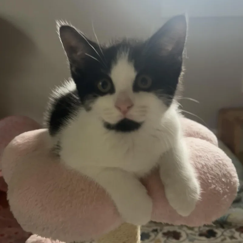 A baby small-sized female Domestic Short Hair cat named Snoopy and Belle for adoption in Bourne, MA