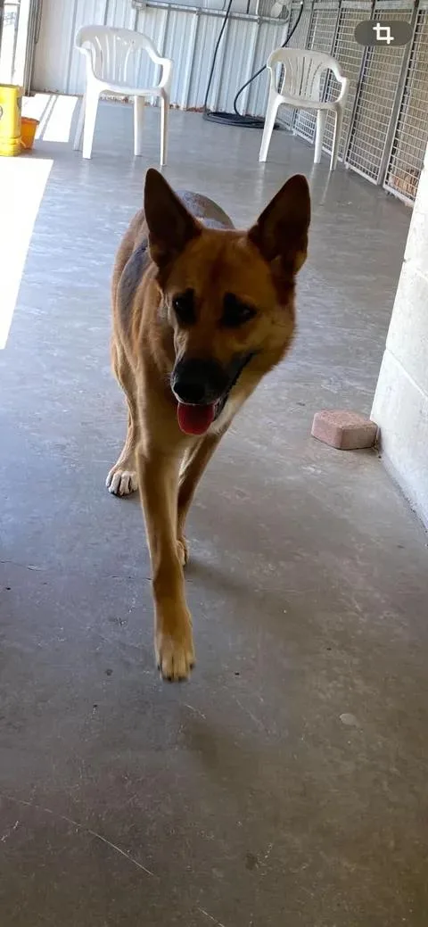 Goldie thumbnail 2