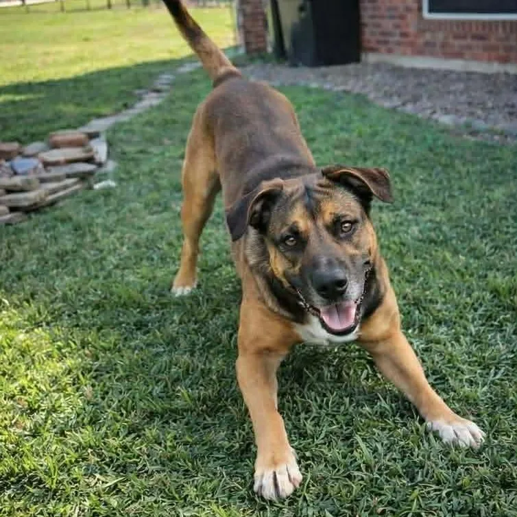 An adult medium-sized male Shepherd dog named Kelso for adoption in League City, TX