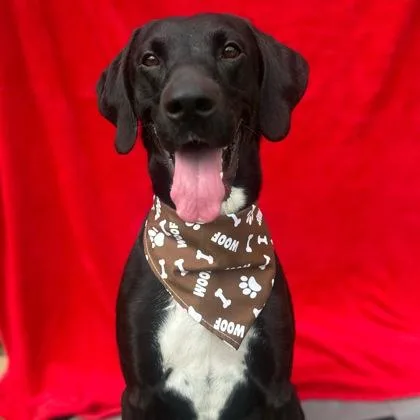 A young medium-sized male Mixed Breed dog named Elvis for adoption in Dubuque, IA