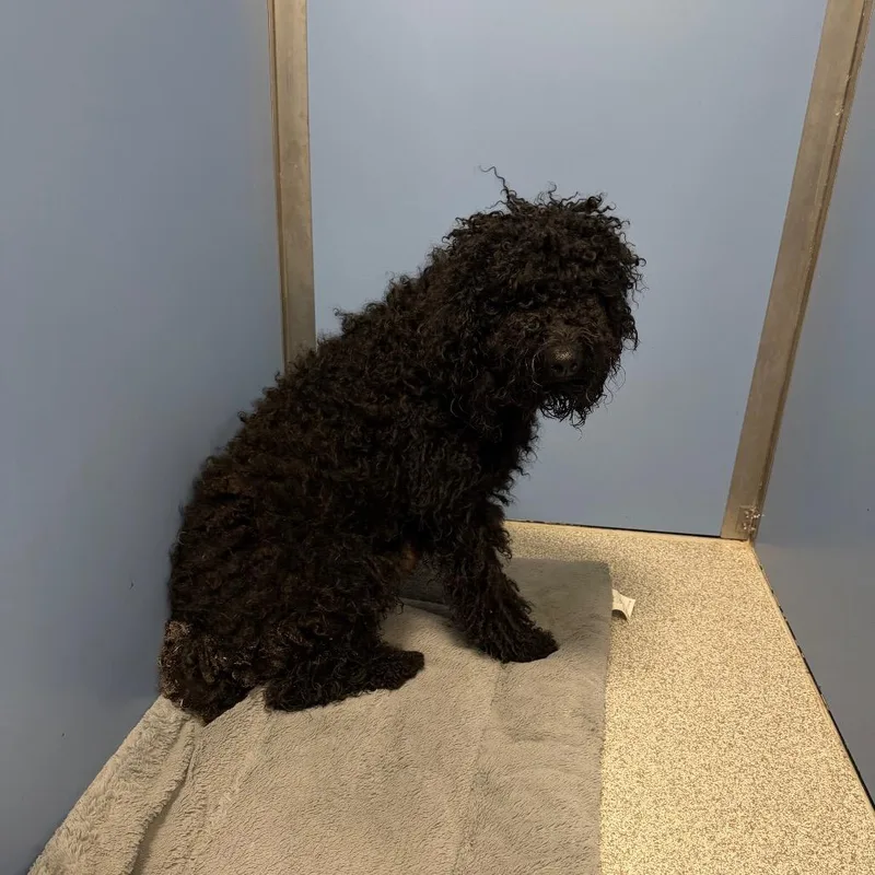An adult medium-sized female Black Poodle dog named Jasmine for adoption in Englewood, FL