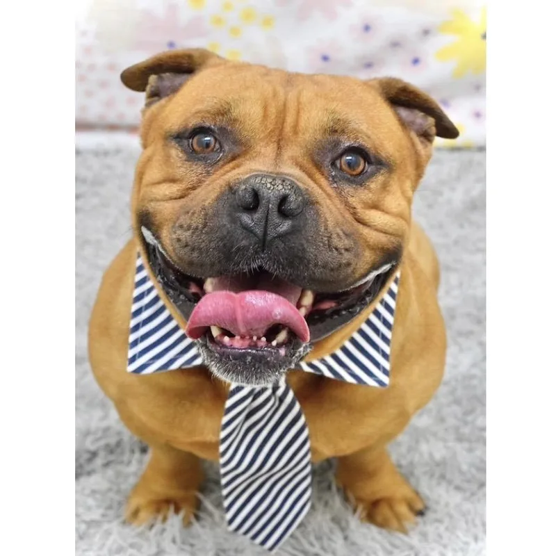 An adult medium-sized male Red / Chestnut / Orange American Bulldog dog named Gus  Ecas for adoption in Pleasanton, CA