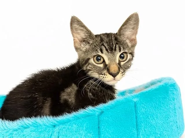 A baby medium-sized male Domestic Short Hair cat named Danny for adoption in Fort Lauderdale, FL