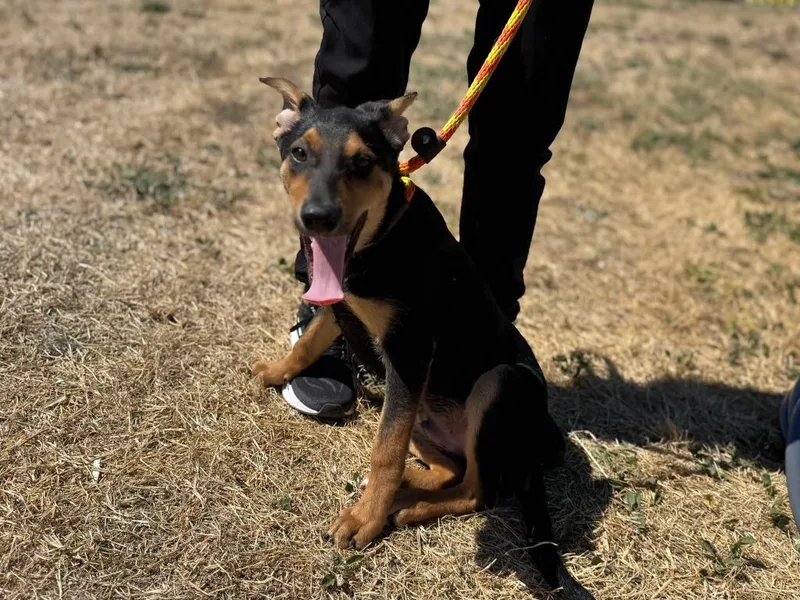 A baby medium-sized male Cattle Dog dog named Diego for adoption in Vacaville, CA