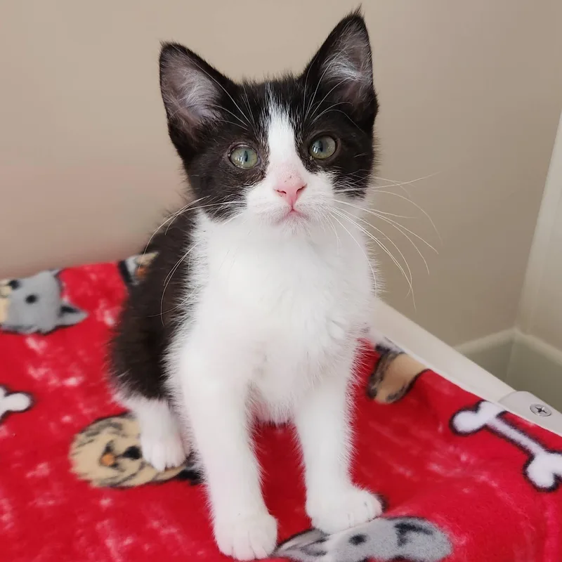 A baby medium-sized female Black & White / Tuxedo Domestic Short Hair cat named Grace for adoption in Marshfield, WI