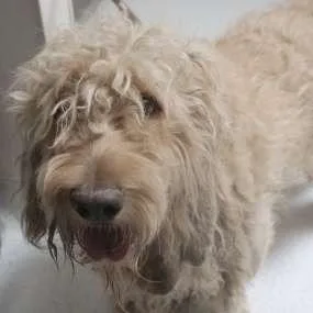 An adult large-sized male White / Cream Golden Retriever dog named Sailor for adoption in Oceanside, CA